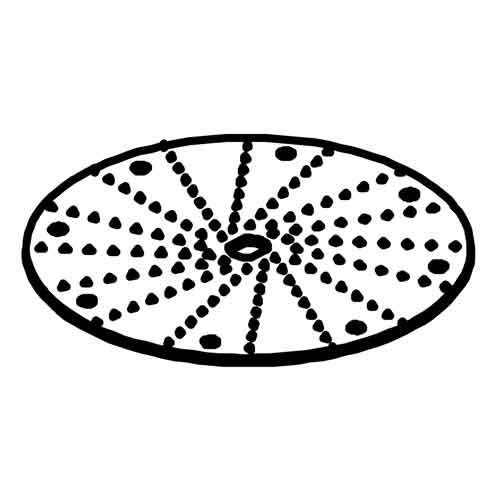 50210 - Santos #50 - Grating disc (blade)